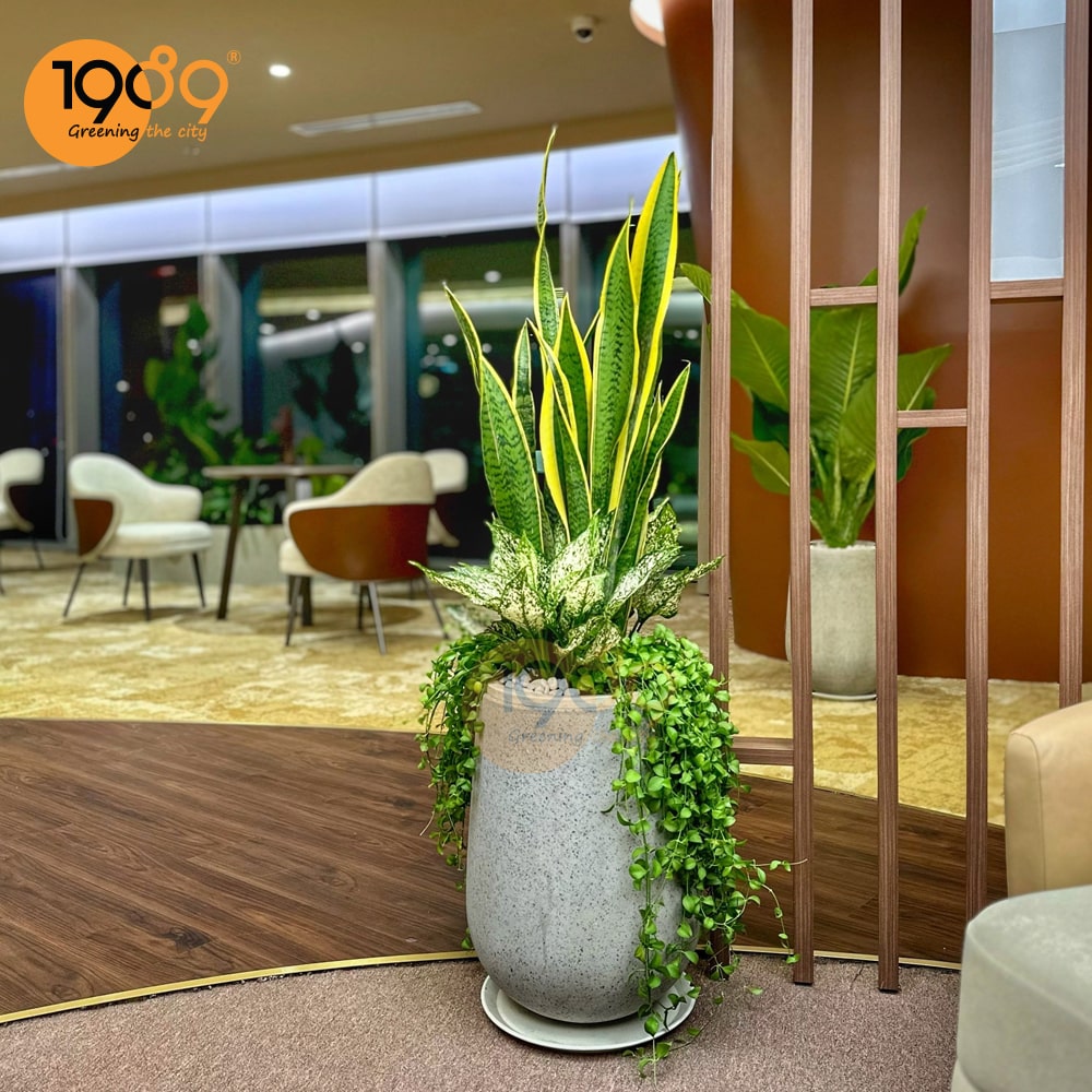 Cách chăm sóc cây lưỡi hổ