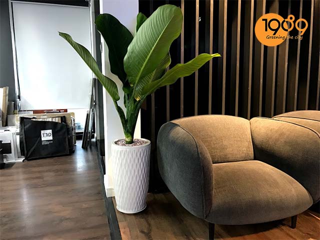 chậu cây để sàn cao cấp đại phú gia hcm
