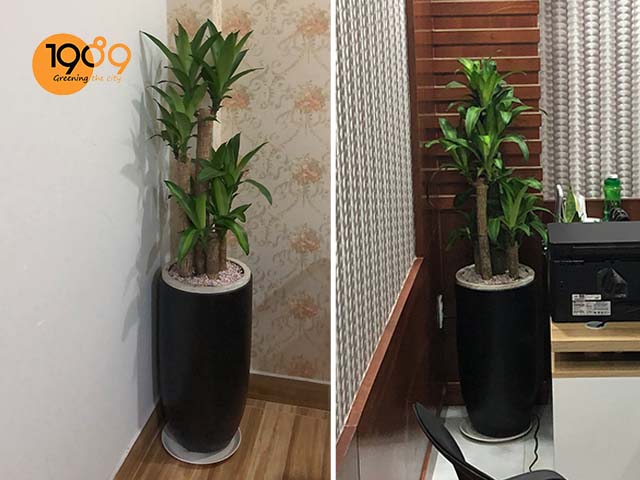 chậu xi măng đá mài trồng cây cảnh màu đen 1989