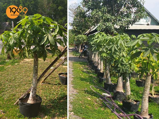 chậu cây để sàn kim ngân nhất trụ