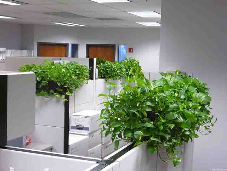 Thuê cây xanh văn phòng tphcm