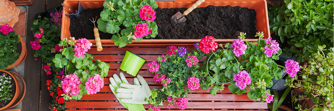 Mua Chậu Trồng Hoa Hồng Đẹp