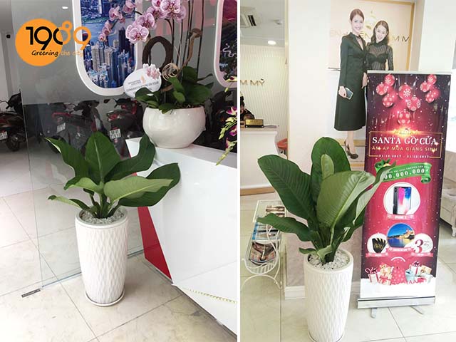 chậu cây để sàn cao cấp đại phú gia