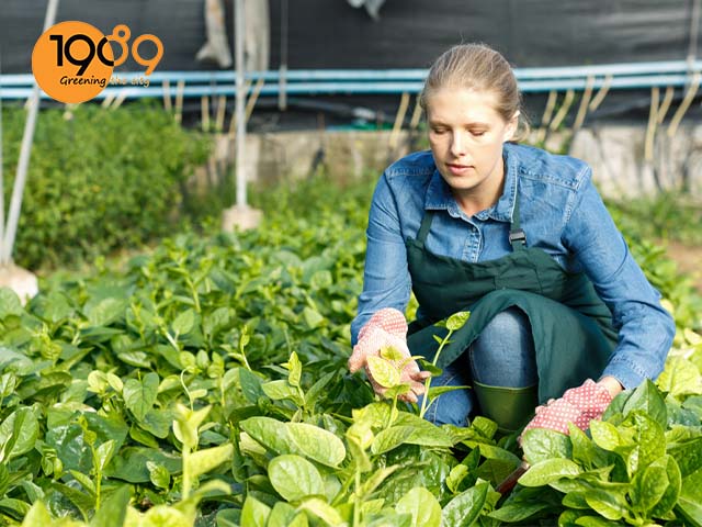 chăm sóc trừ sâu cho mùng tơi