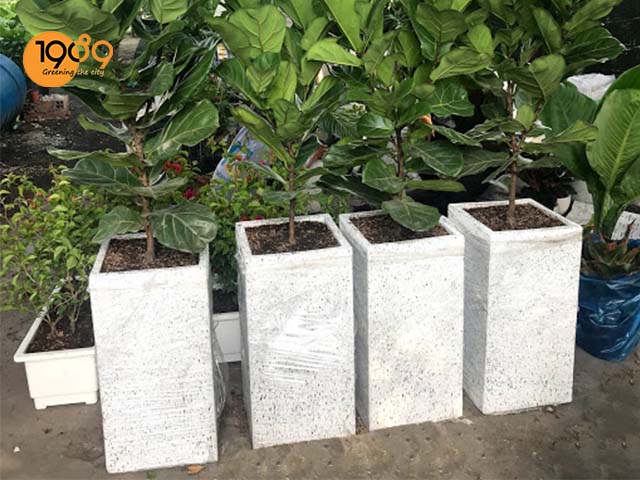 chậu xi măng chữ nhật hcm