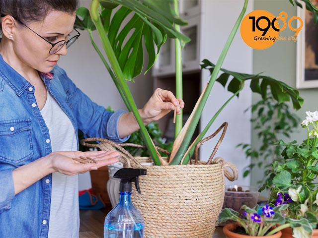chăm sóc cây ráy nam mỹ