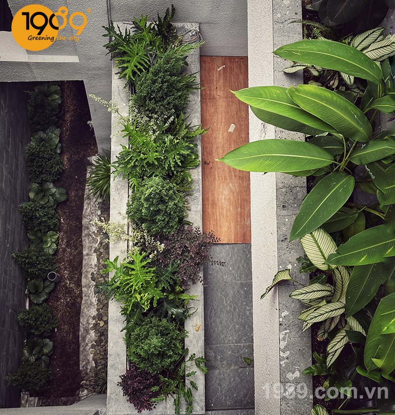 39 loại cây xanh ban công