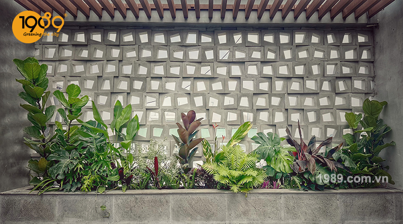 Top 39+ cây xanh ban công đẹp: Hướng dẫn trồng & phối “vườn treo” xanh mát