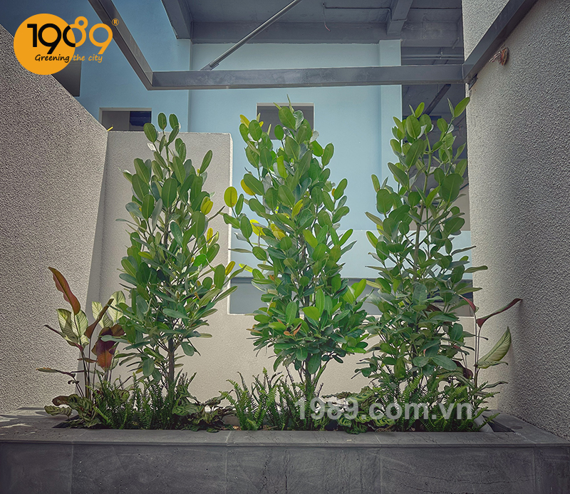 1989 thi cong canh quan xanh cua can ho vai chuc ty tai dong nai 12