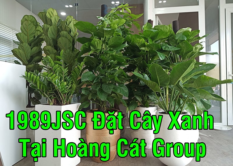 cây xanh trang trí nội thất văn phòng hoàng cát group