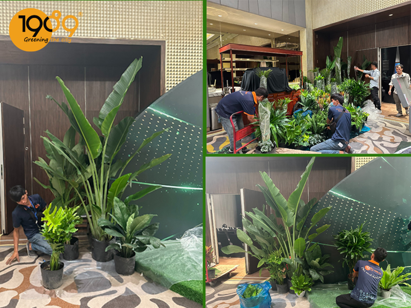 Dịch vụ thuê cây sự kiện