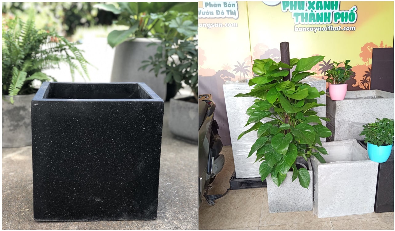 Chậu cây trầu bà cột