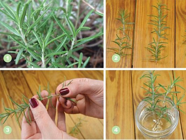giâm cành hương thảo