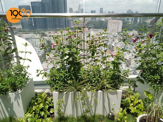 dịch vụ thuê cây xanh văn phòng hcm