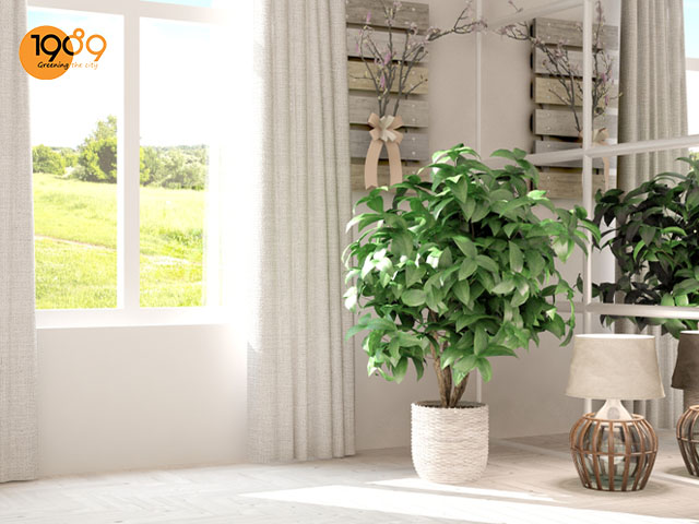 mua cây xanh trong nhà