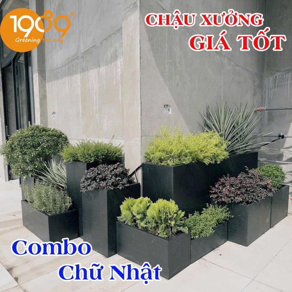 Chậu Decor Là Gì? Vì Sao Ngày Càng Được Ưa Chuộng Trong Thiết Kế Hiện Đại