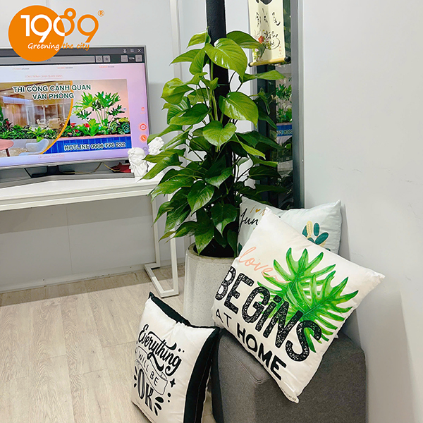 Cây Xanh Văn Phòng Giá Rẻ