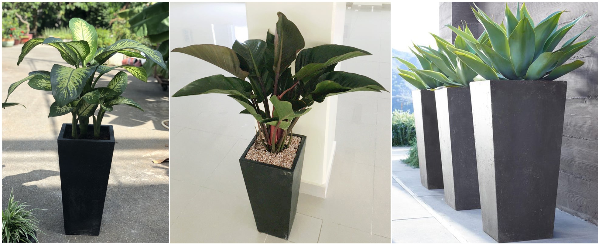 Chậu xi măng đá mài Vuông Vát 1989