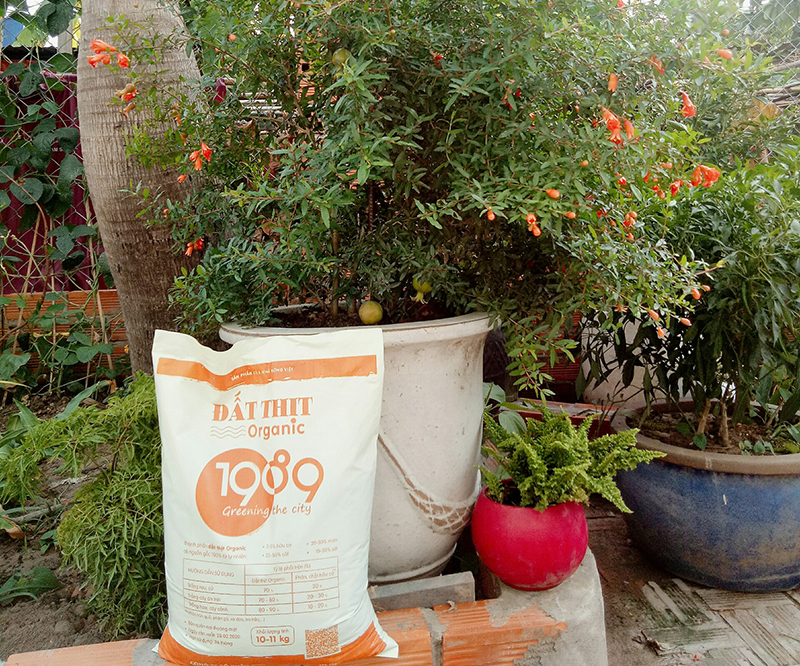 đát thịt trồng cây