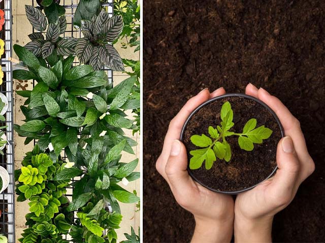 9 Nơi mua bán đất trồng cây - trồng rau ở quận Gò Vấp TPHCM cô lụa