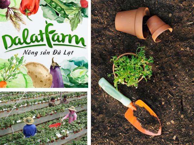 9 Nơi mua bán đất trồng cây - trồng rau ở quận Gò Vấp TPHCM da lat