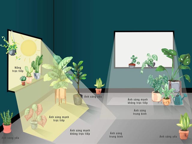 Cách chăm sóc cây lưỡi hổ