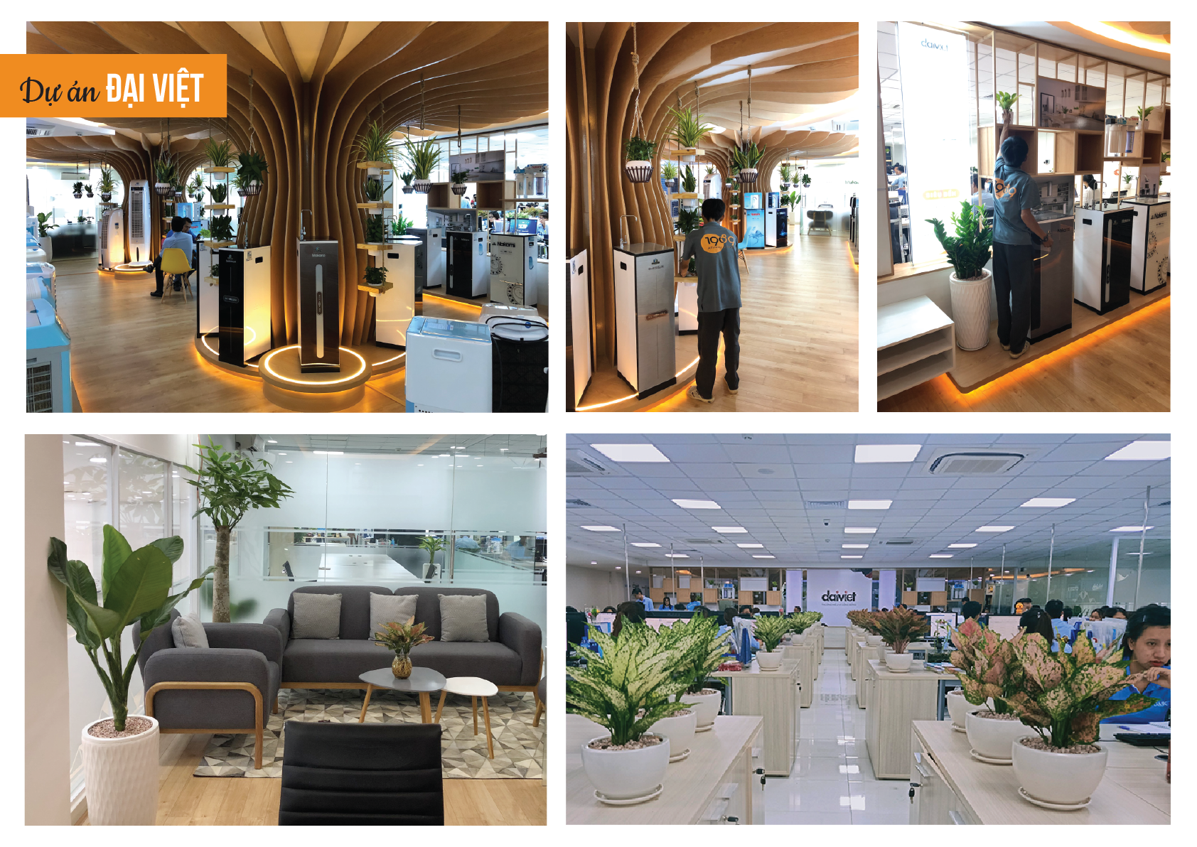 dịch vụ cho thuê cây xanh văn phòng hcm