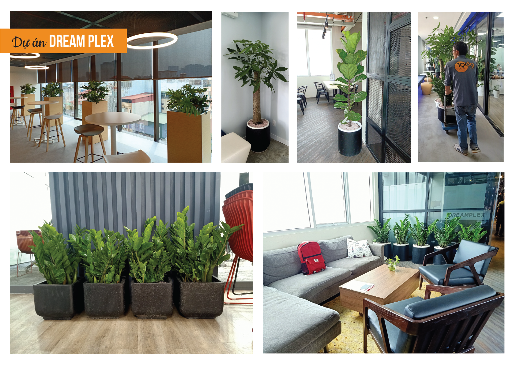 dịch vụ cho thuê cây cảnh văn phòng hcm