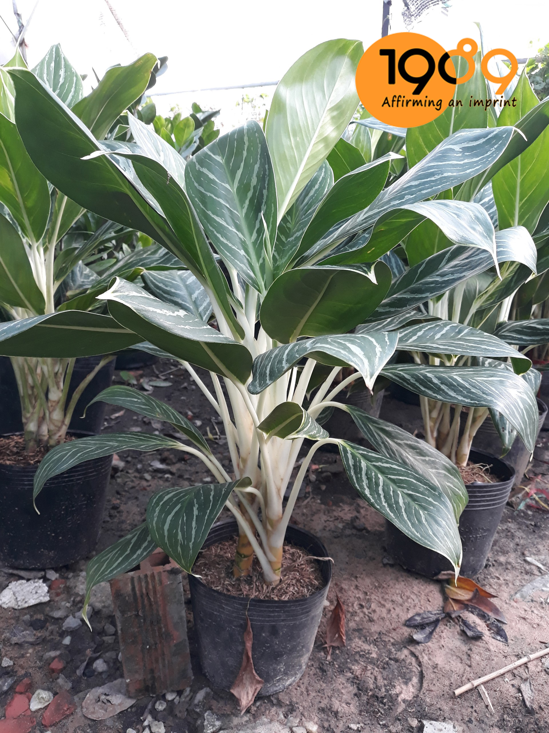 Ý NGHĨA PHONG THỦY CÂY BẠCH MÃ