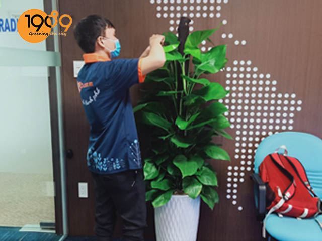 Biến không gian làm việc thành ốc đảo xanh: dịch vụ thuê cây văn phòng dẫn đầu xu hướng bền vững cho doanh nghiệp hiện đại