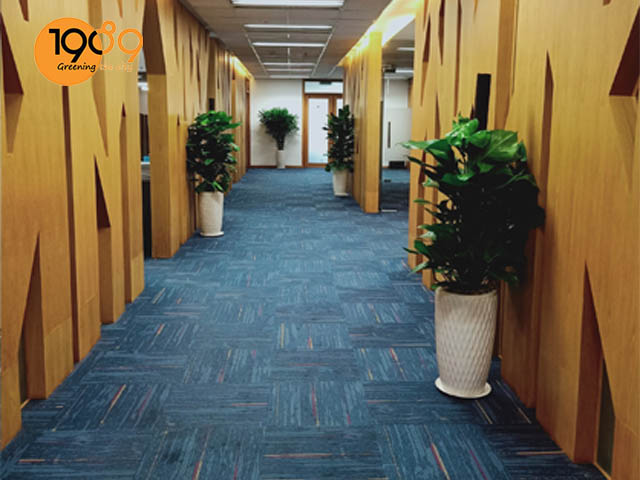 bàn sin thuê cây xanh văn phòng