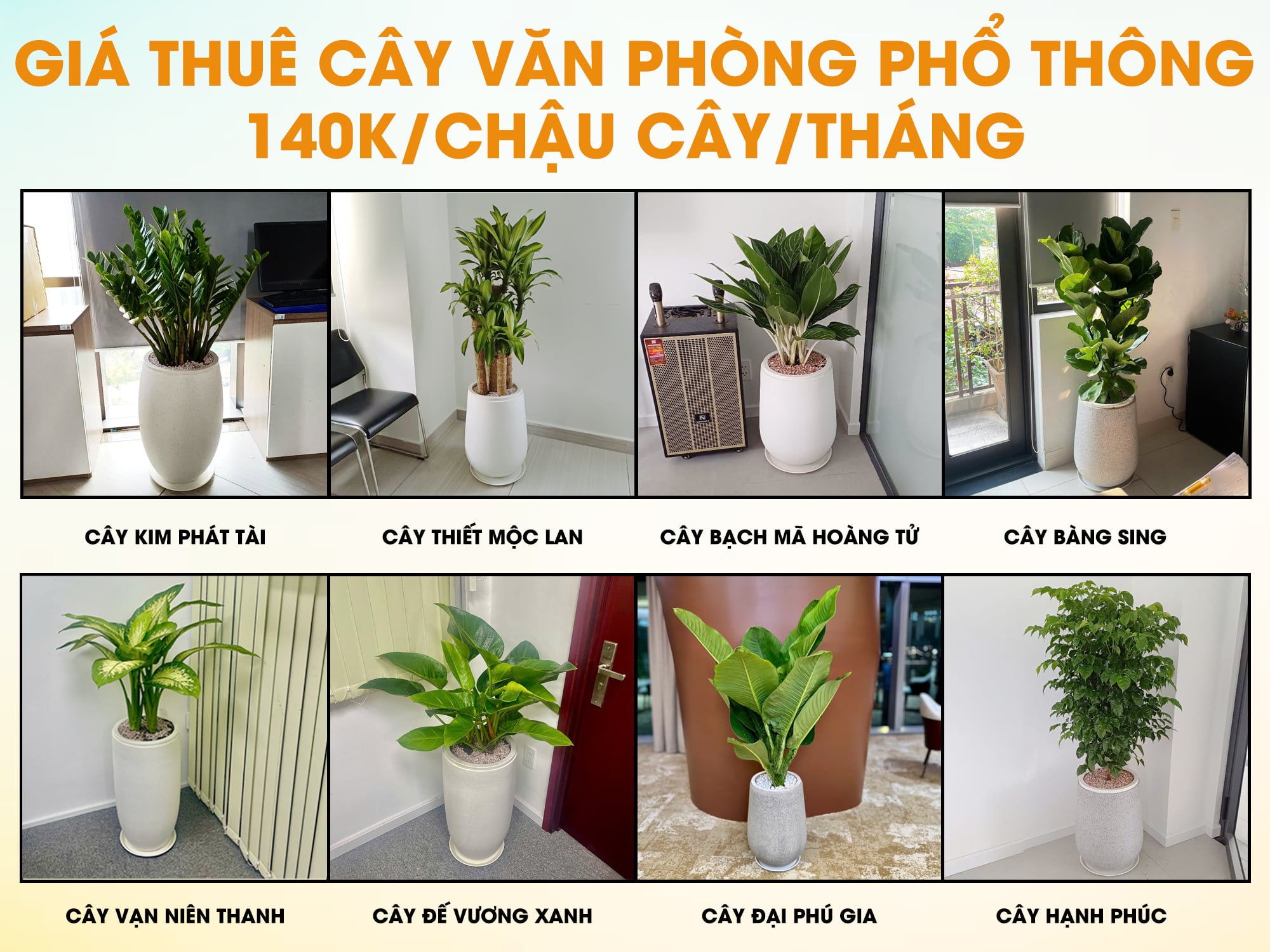bảng giá cho thuê cây để sàn