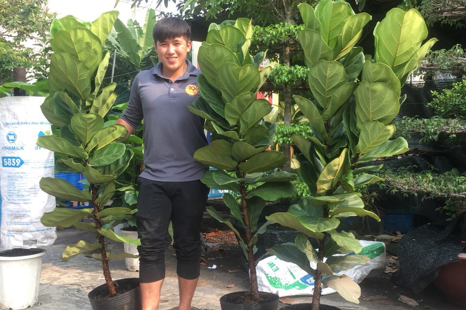 Bàng sing phù hợp trồng ở nước ta