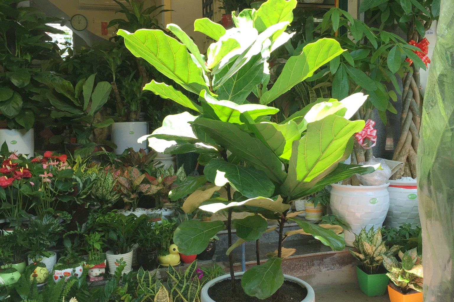 Bàng Sing phát triển khá chậm