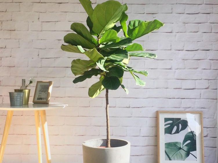 Bàng Sing là cây văn phòng được ưa chuộng