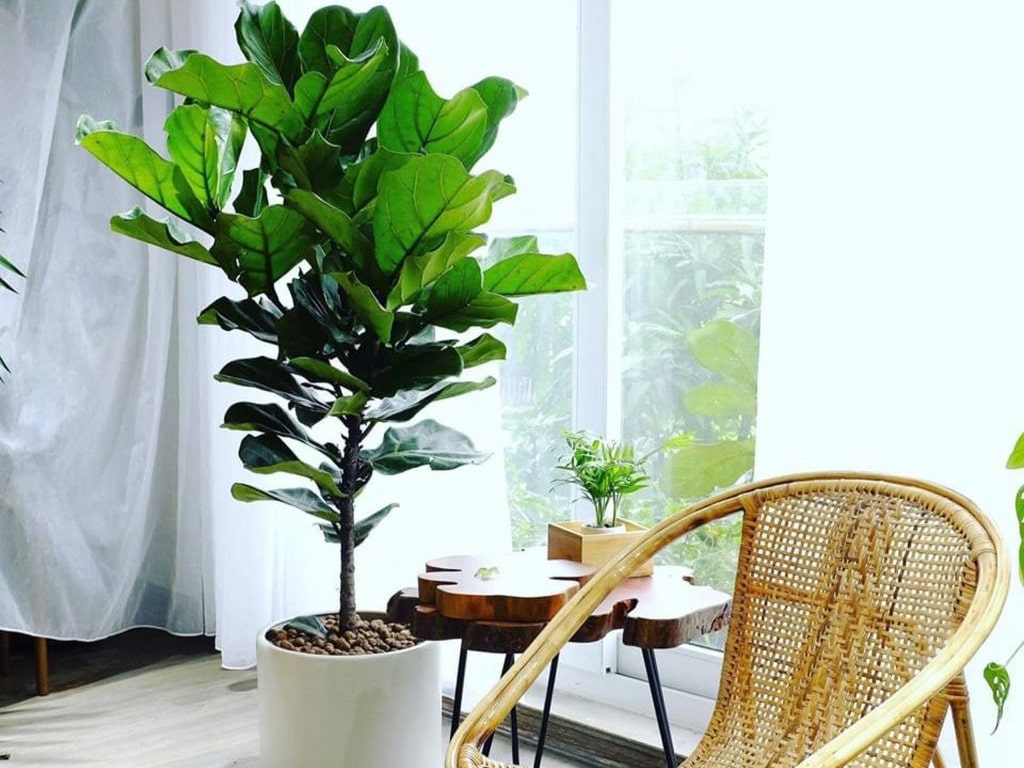 Bàng Sing rất ít sâu bệnh