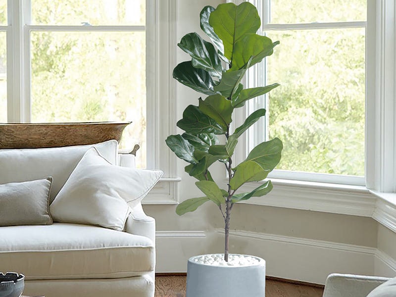 Bàng Sing có lá hình bầu dục