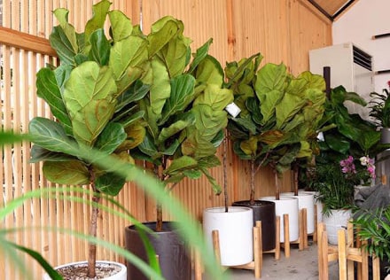 Bàng Sing phát triển tương đối chậm