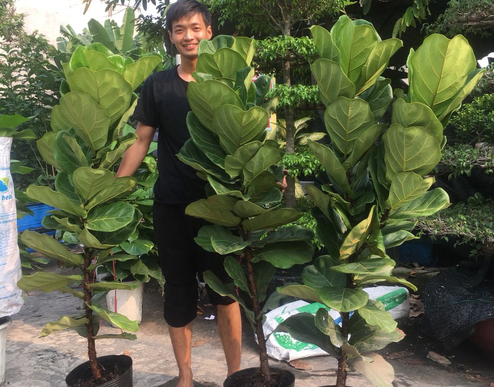 Bàng Sing có dáng thẳng