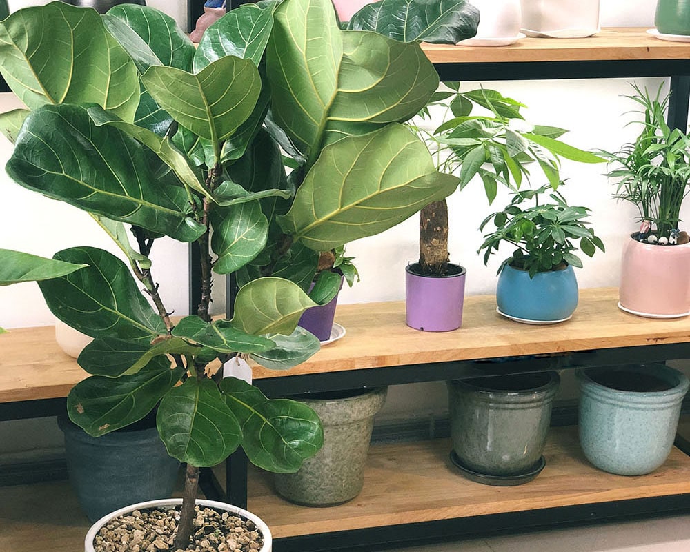 Bàng Sing giúp bạn gặp nhiều may mắn