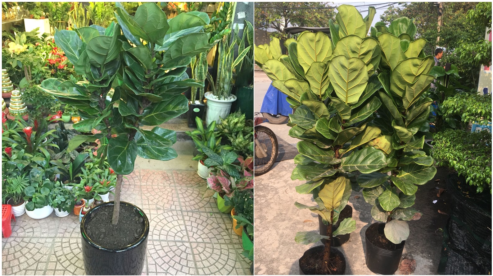 Bàng Sing là lá 'phổi xanh'