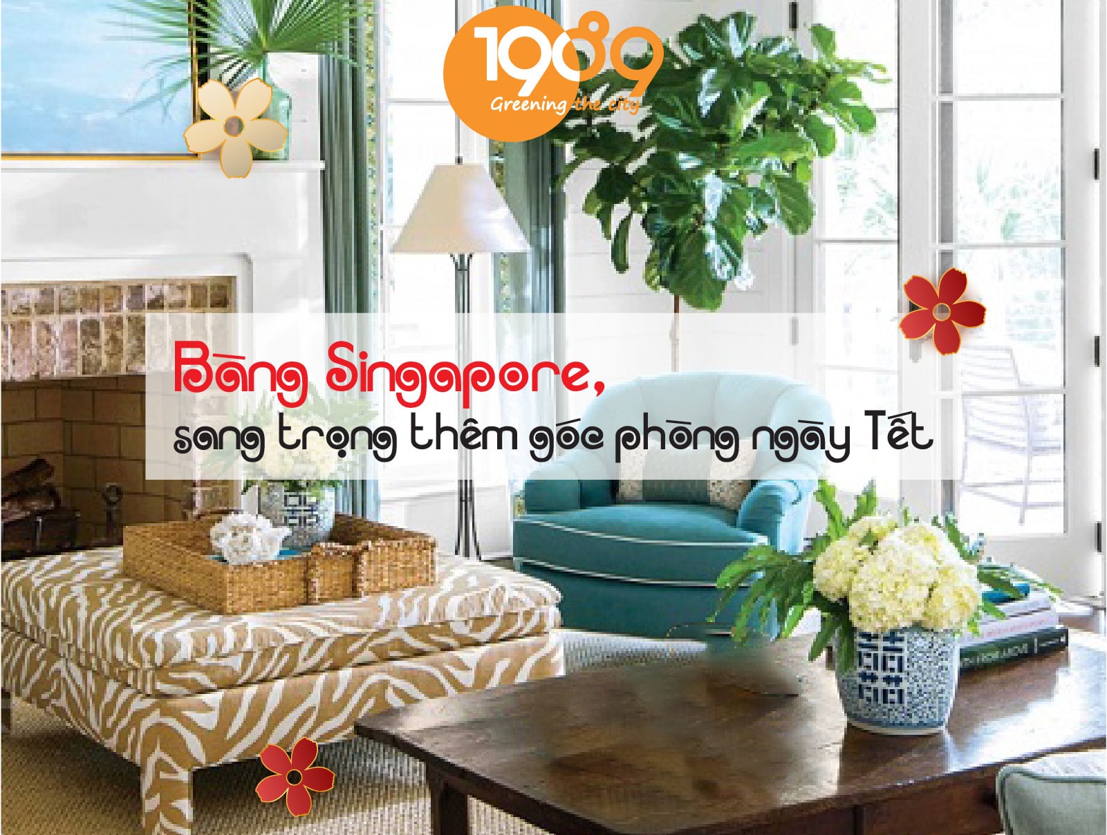 Bàng Sing là cây ưa sáng