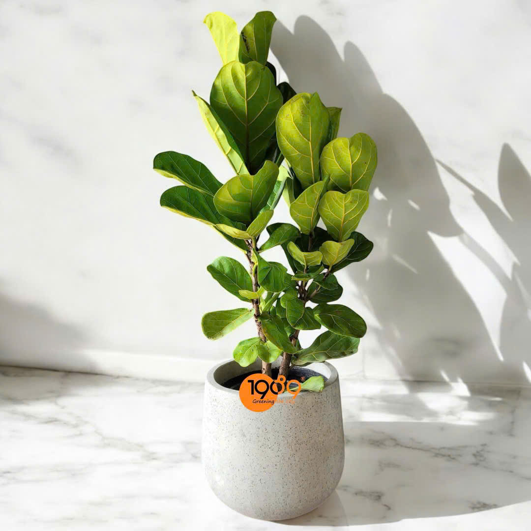 cây bàng singgapore