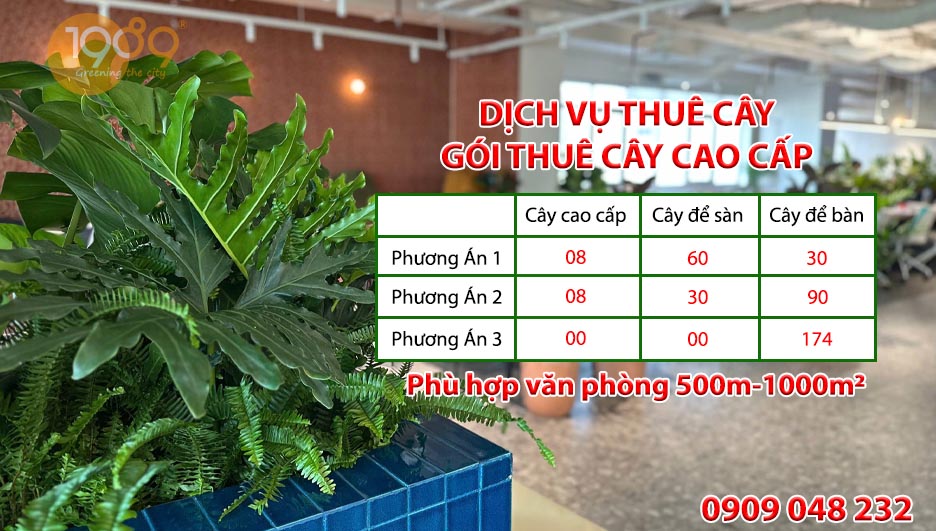Dịch Vụ Cho Thuê Cây Xanh Văn Phòng Trọn Gói A-Z