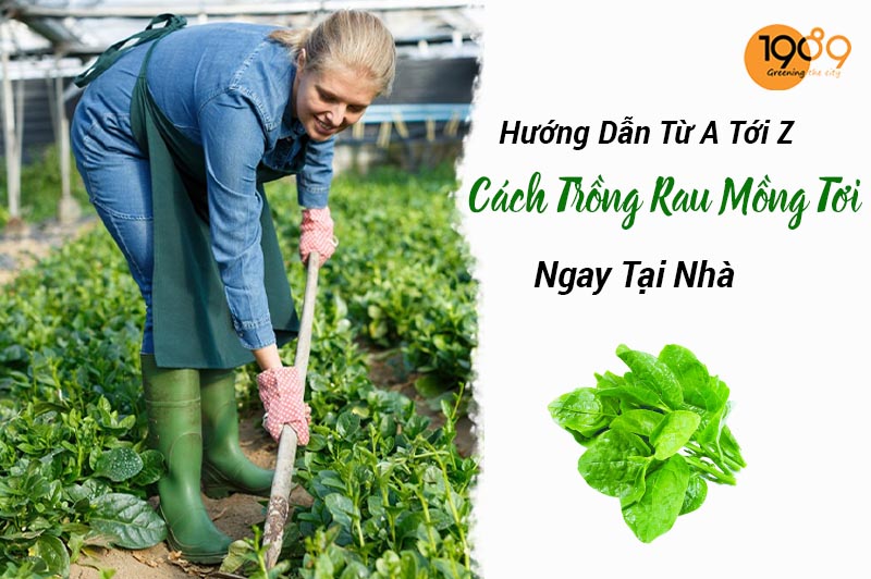 Hướng Dẫn Cách Trồng Mồng Tơi Từ A Tới Z Ngay Tại Nhà