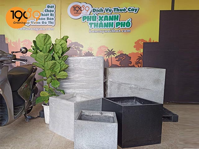 banner chậu xi măng đá mài trồng hoa sen hoa sứng