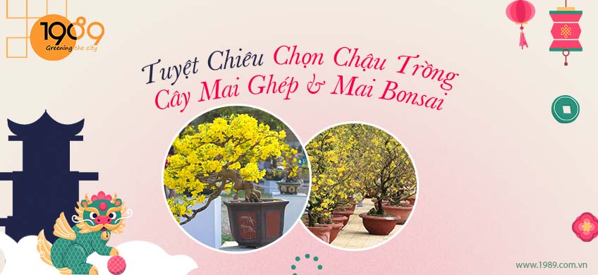 Tuyệt chiêu chọn chậu trồng cho cây mai ghép và mai bonsai
