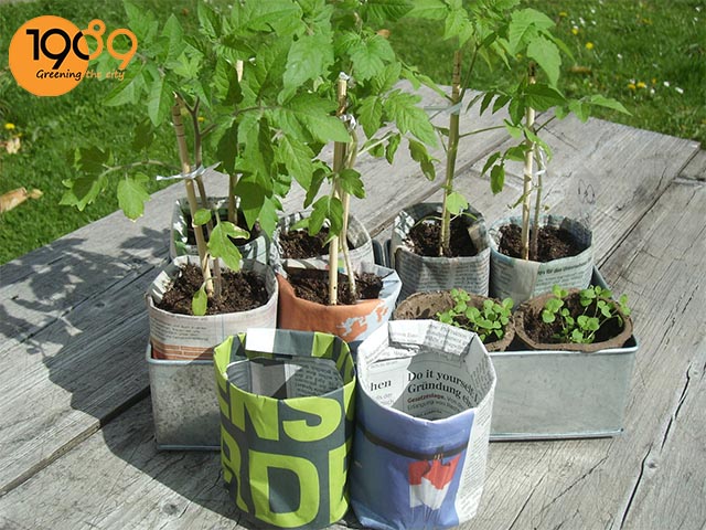 bầu đát cây mới mua về