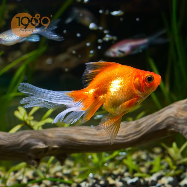 bể nuôi cá vàng