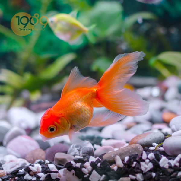 bể nuôi cá vàng